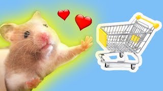 Hamster Shopping  Einkauf für Goldhamster  Zoo Zajac FMA♥