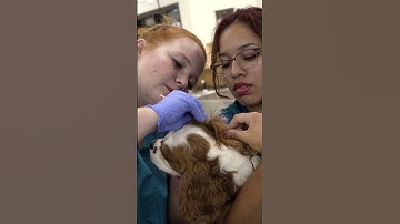 Quick look at the veterinary assistant program at the EVIT Power Campus