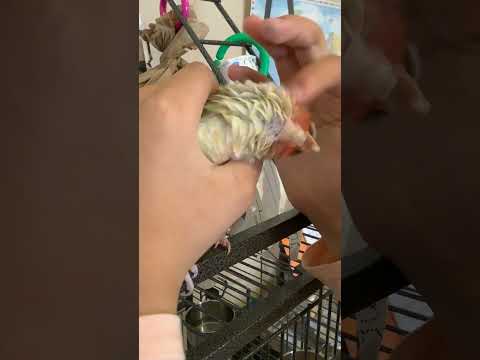 Scritches Make Me Yawn Coconuttheconure Conure Conurelove Subscribetomychannel 