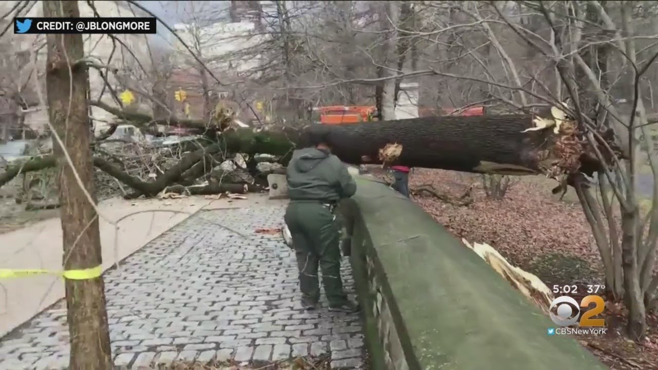 High Winds Bring Down Trees, POwer Lines Across New York, Long Island ...