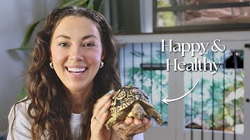 Complete Tortoise Care Guide | MOST ESSENTIAL!