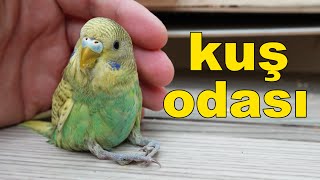 Muhabbet Kuşu Ve Papağanları Saldım Kuş Odası Vlog