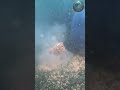 Underwater Camera Caught How Fish React to Bait! 😱🐟#fish