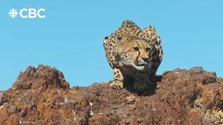 Watch this Cheetah's 56-second hunt