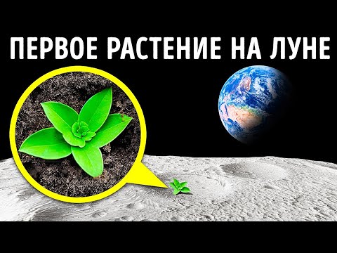 Выращивание растений в лунной почве и еще много интересных фактов, о которых вы еще не слышали