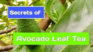 What are Benefits Drinking Avocado Leaf Tea?