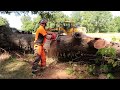 Big red oak blown down | how I work through it