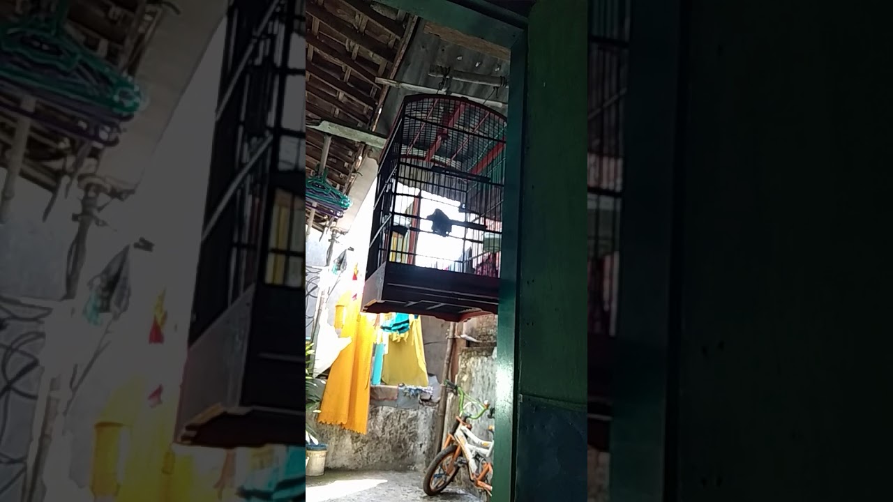 Burung kutilang isian murai + cucak ijo 