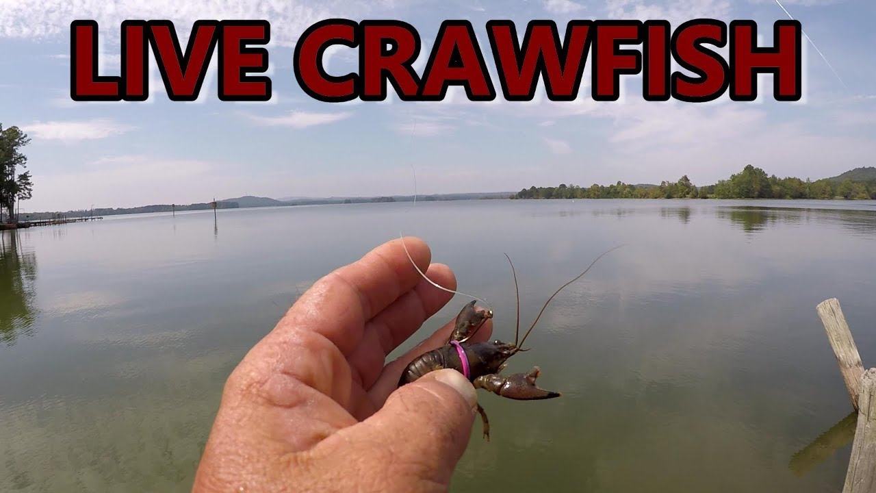 Bass Fishing With Live Crawfish 