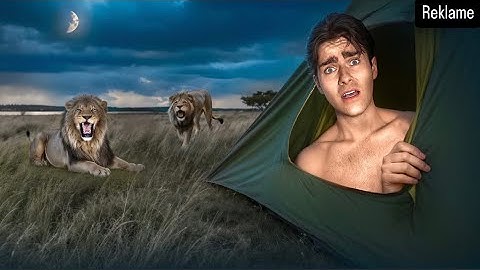 BLEV VÆKKET AF LØVER.. I TELT I AFRIKA