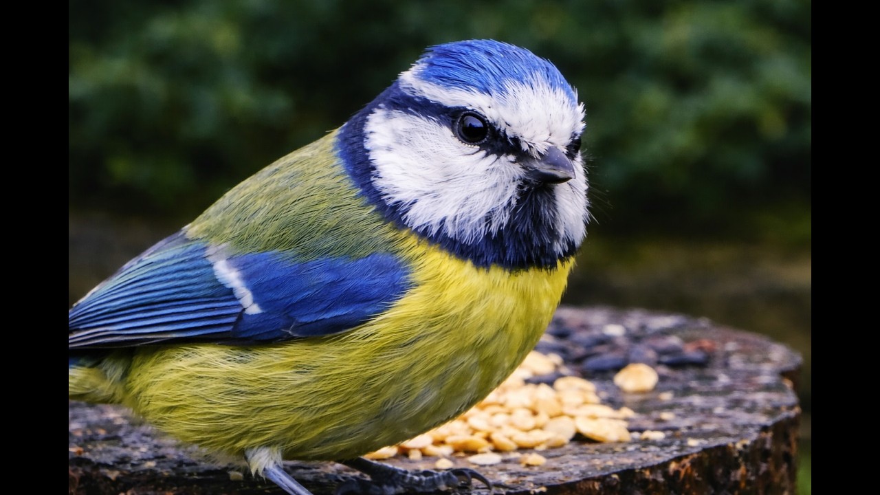 A Busy Day at the Garden Feeder 🐦 | Calm Nature Sounds