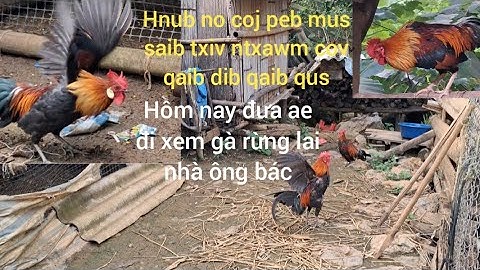 Hlau youtube/coj peb mus saib qaib qus qaib dib.Hôm nay đưa ae đi xem gà rừng gà mồi 