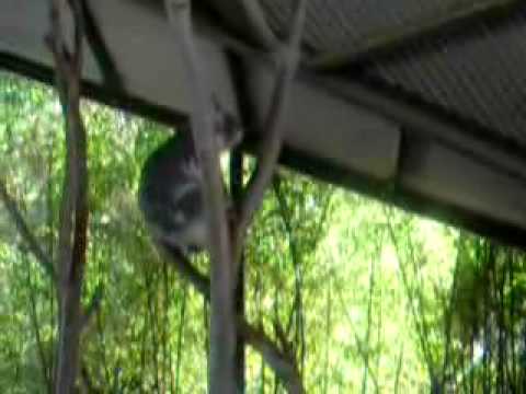 koala-noises