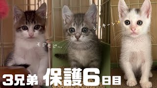 [子猫]保護して6日目、シャキーン✨猫風邪も吹っ飛んだどんどん可愛くなる個性豊かな3兄弟♡