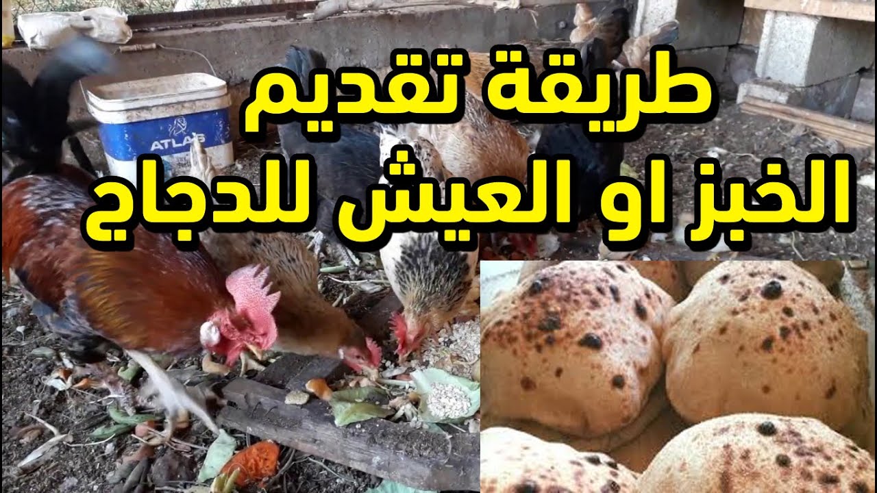 طريقة تقديم العيش للدجاج تحذير هام الخبز قد يقتل دجاجك ويوقف البيض اذا قدمته بطريقة غلط ما هي النسبة