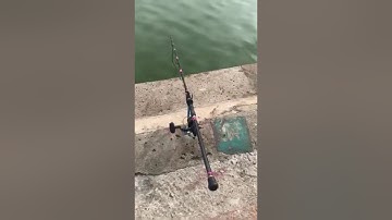 Cận cảnh các pha ben cần cá tra đầy kích thích của anh em hội câu cá tra TP.HCM - Tập 1