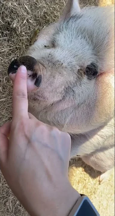 Shoveling the bacon