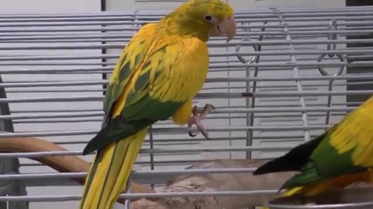Two Female Golden Conure Babies 