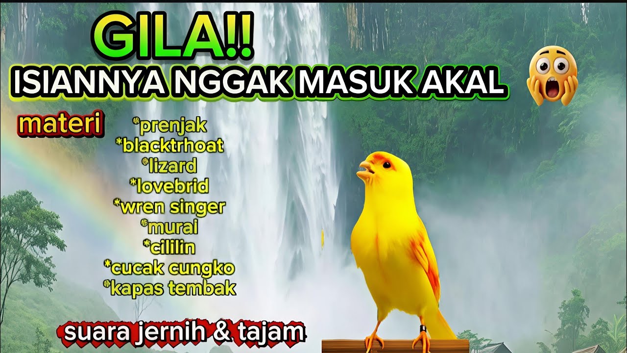 FULL ISIAN GILA-GILAAN!!! masteran kenari full isian super mewah - terbaru 2026