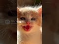 Kitten meows