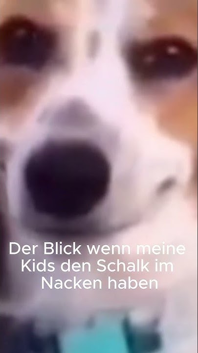 Schalk im Nacken YouTube