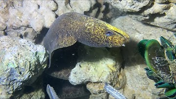 Diving under the sea to catch eels, crabs and sea cucumbers | Part 113-1