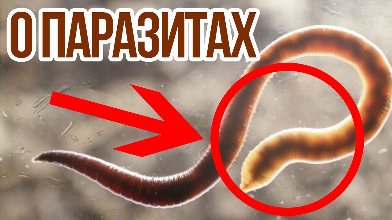 Эффективные Таблетки От Глистов