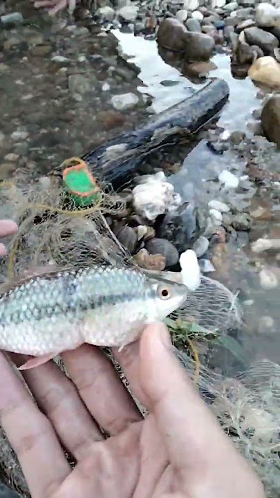 IKAN GAMAK TIADA HENTI #IKANGAMAK