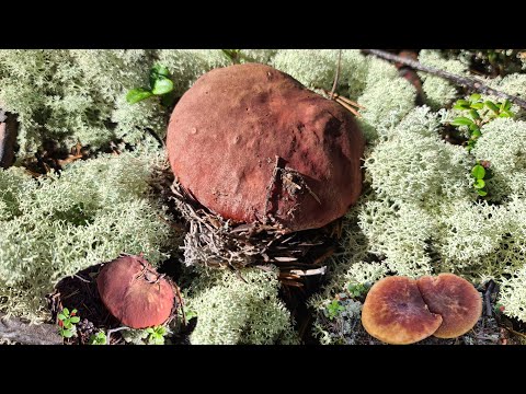 Ep.67 เก็บเห็ดผึ้งหวานสวีเดนล่าสุด #สาวกาฬสินธุ์คนไกลบ้าน#เห็ดผึ้งหวาน#เห็ดผึ้งสวีเดน Ep.67 เก็บเห็ดผึ้งหวานสวีเดนล่าสุด #สาวกาฬสินธุ์คนไกลบ้าน#เห็ดผึ้งหวาน#เห็ดผึ้งสวีเดน