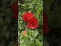 Beauty flower status 🔥