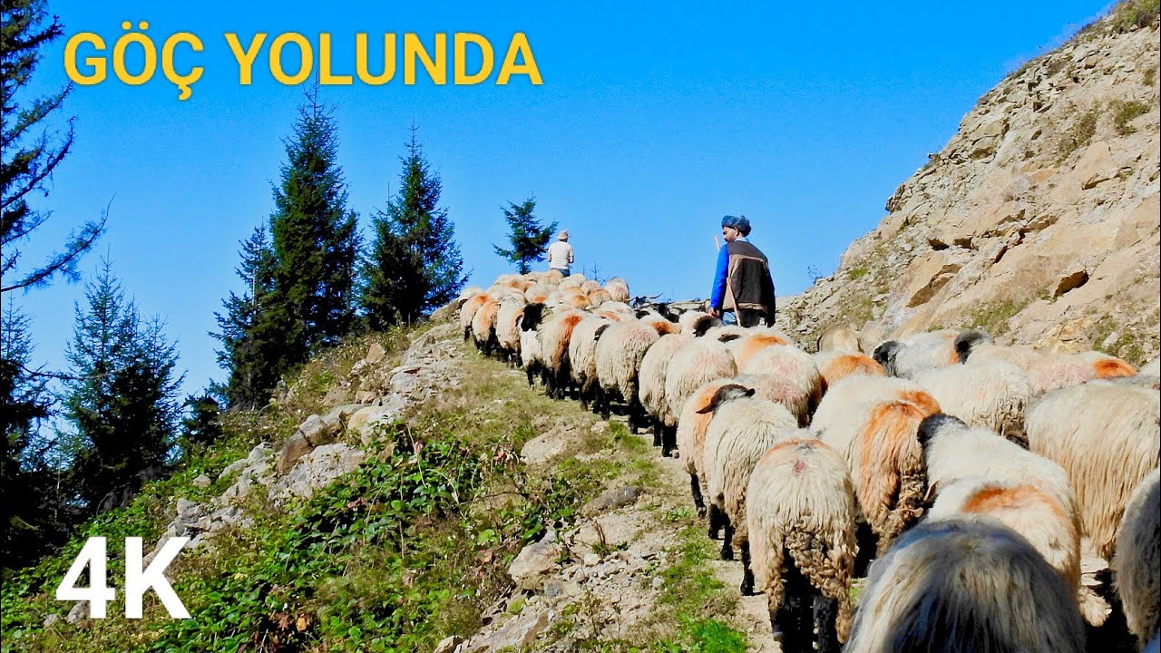 Dağdaki Yalnız Çoban || 3000 m. Rakımdan Zorlu Göç || Belgesel vakti