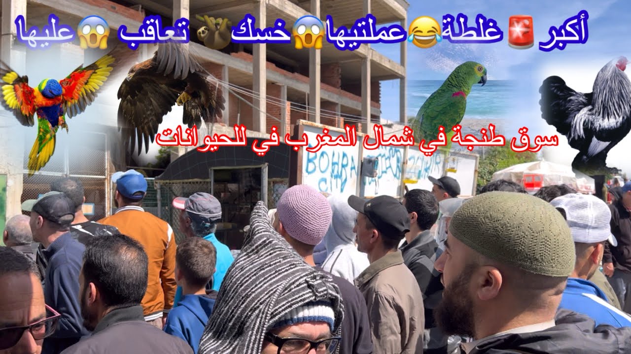 سوق #طنجة -#الجديد_ #لطيور ‏والحيوانات -#جميعا#_ تونس كويت بحرين😱سعودية😂إسبانيا-#كندا الجزائر 🇩🇿