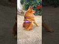Real Or Fake Dog 😱💯✅ #dog