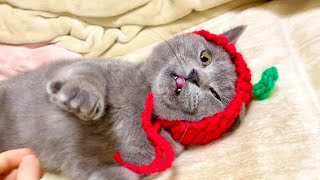 手作り帽子なら子猫も嫌がらずに被ってくれるのでは…！？