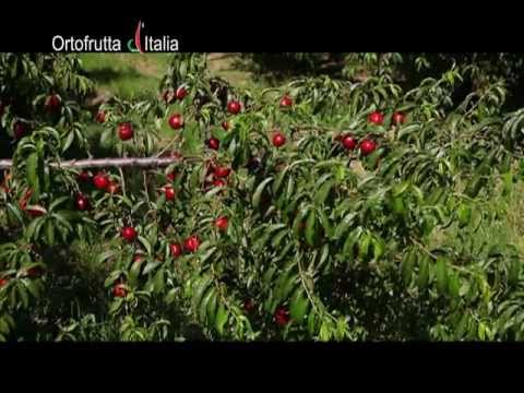 Ortofrutta d&rsquo;Italia - Pesca e Nettarina