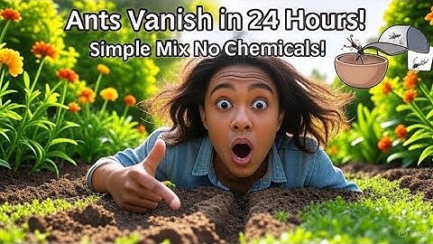 Why Didn’t I Know This Trick Ant Colonies Gone Overnight