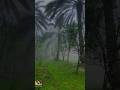 أعظم حوار في التاريخ بين النجاشي و جعفر بن أبي طالب وداهية العرب جعفر الطيار والمسلمين في الحبشة