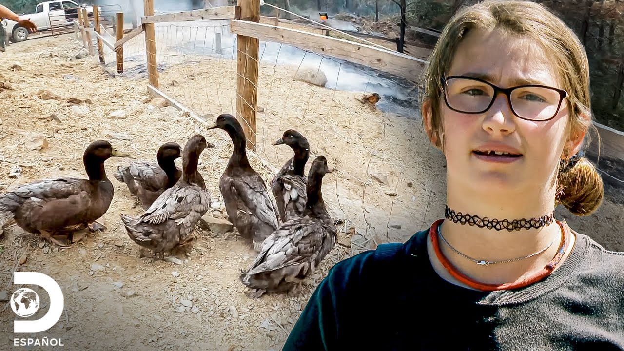 Rescatando animales tras incendio | Alaska: Hombres Primitivos | Discovery en Español