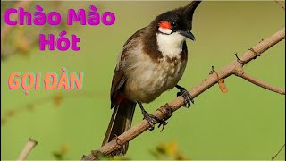 16 Phút Gọi Đàn! Tiếng Chào mào Gọi Bầy Yếu lửa liên tục kích hót mới