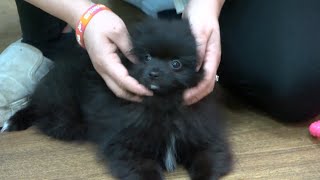 House Bill to regulate pet retailers passes Senate, local shelters and stores react