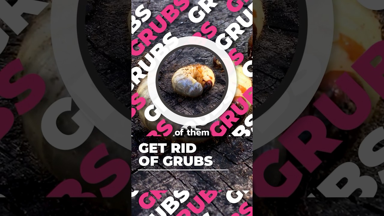 How to Get Rid of Grubs in Your Lawn