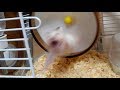 回し車から吹っ飛ぶハムスターの顔が…!おもしろ可愛いハムスターThe face of a funny hamster blowing away from a turning car