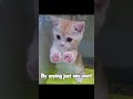 What would you say #roblox #catfunny #cat #catvideos #funny #funnycatvideos