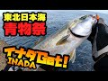 【爆釣】イナダ祭!ライトショアジギングで青物を釣りまくれ!