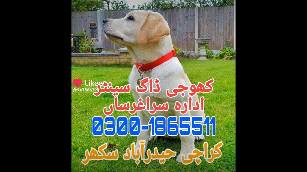 army dog centre Lahore(1) YouTube