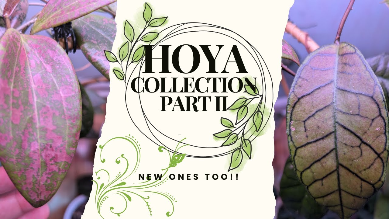 Hoya Collection Part II!! And some new ones😉😉! #hoya #hoyaplant #plants #indoorplants #hobbies