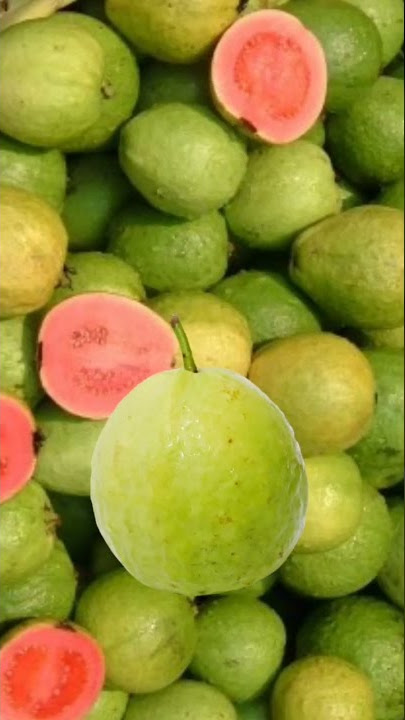 merah jambu #youtubeshorts #jambu #jambubatu @Ahmad_jhaen @YouTube