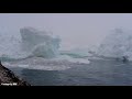 Iceberg breaks near whales at Sermermiut