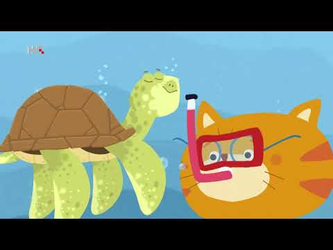 Video: Koliko često morski ježevi jedu?