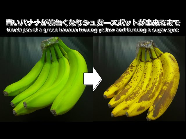 Timelapse of a green banana turning yellow and forming a sugar
